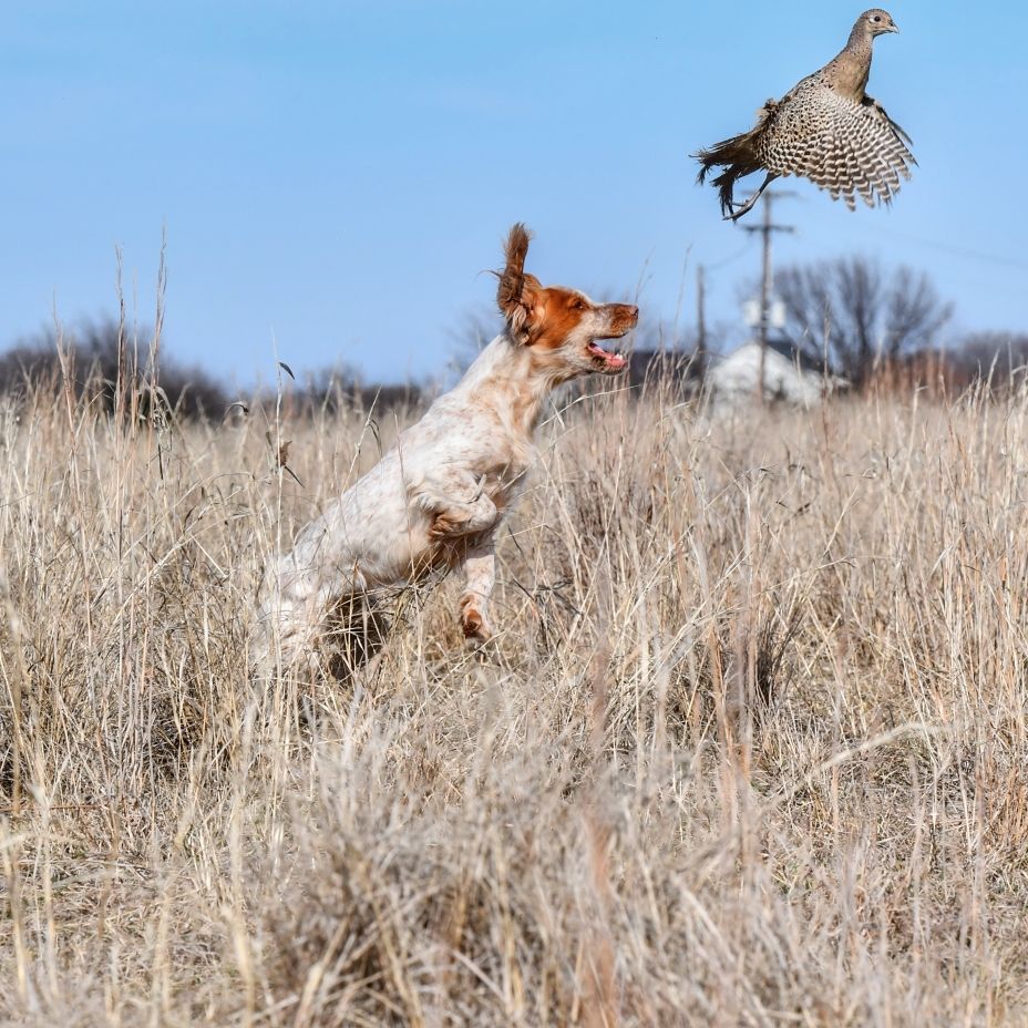 Gun Dog Training in Mandan, ND