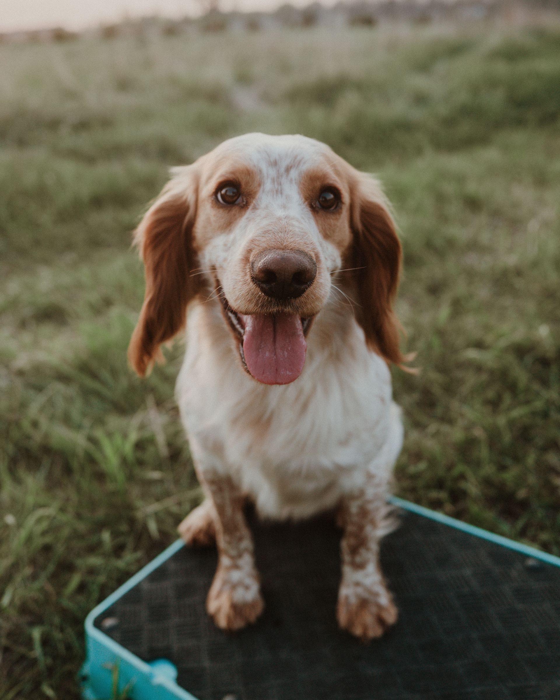 hunting dog puppies