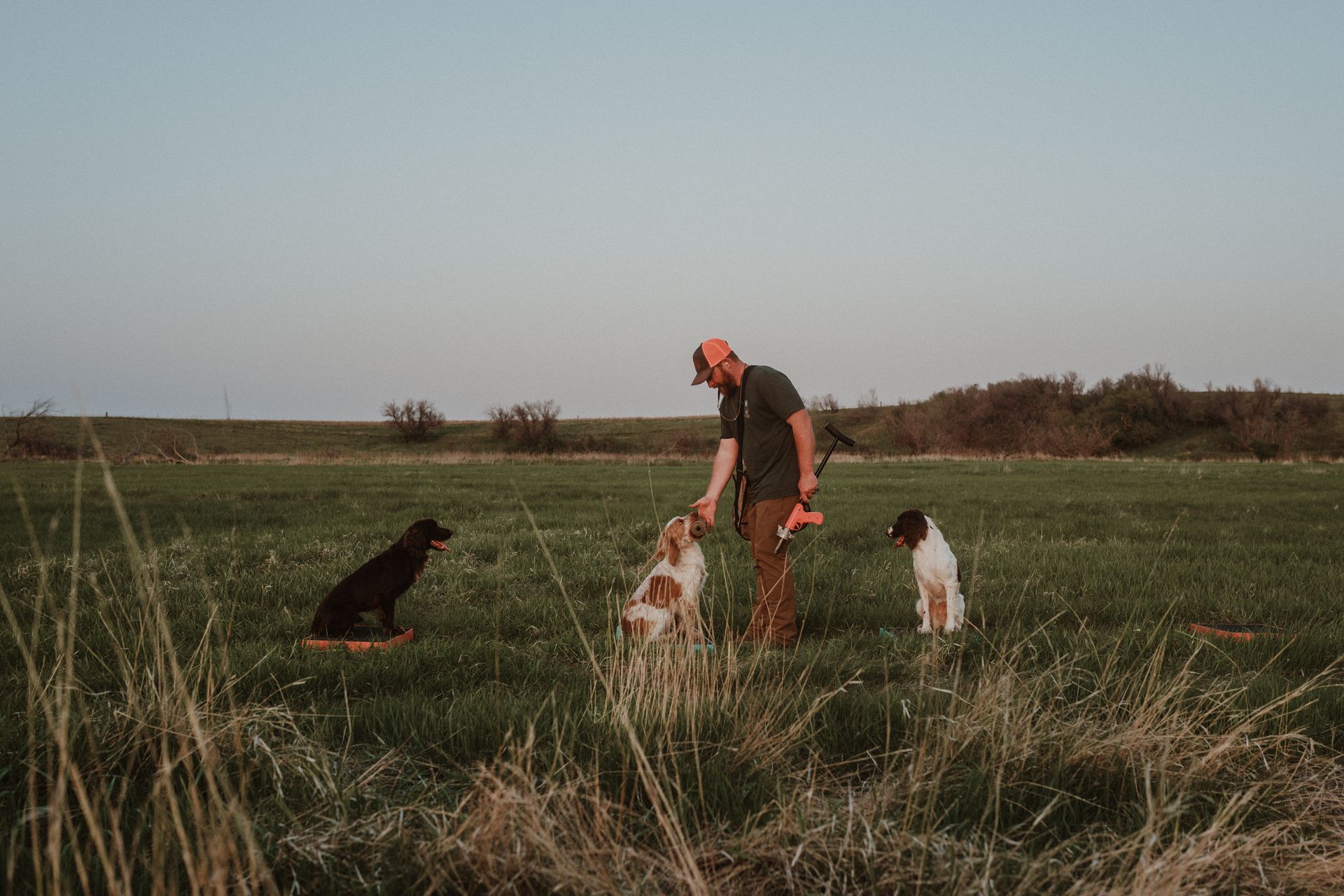 gun dog training
