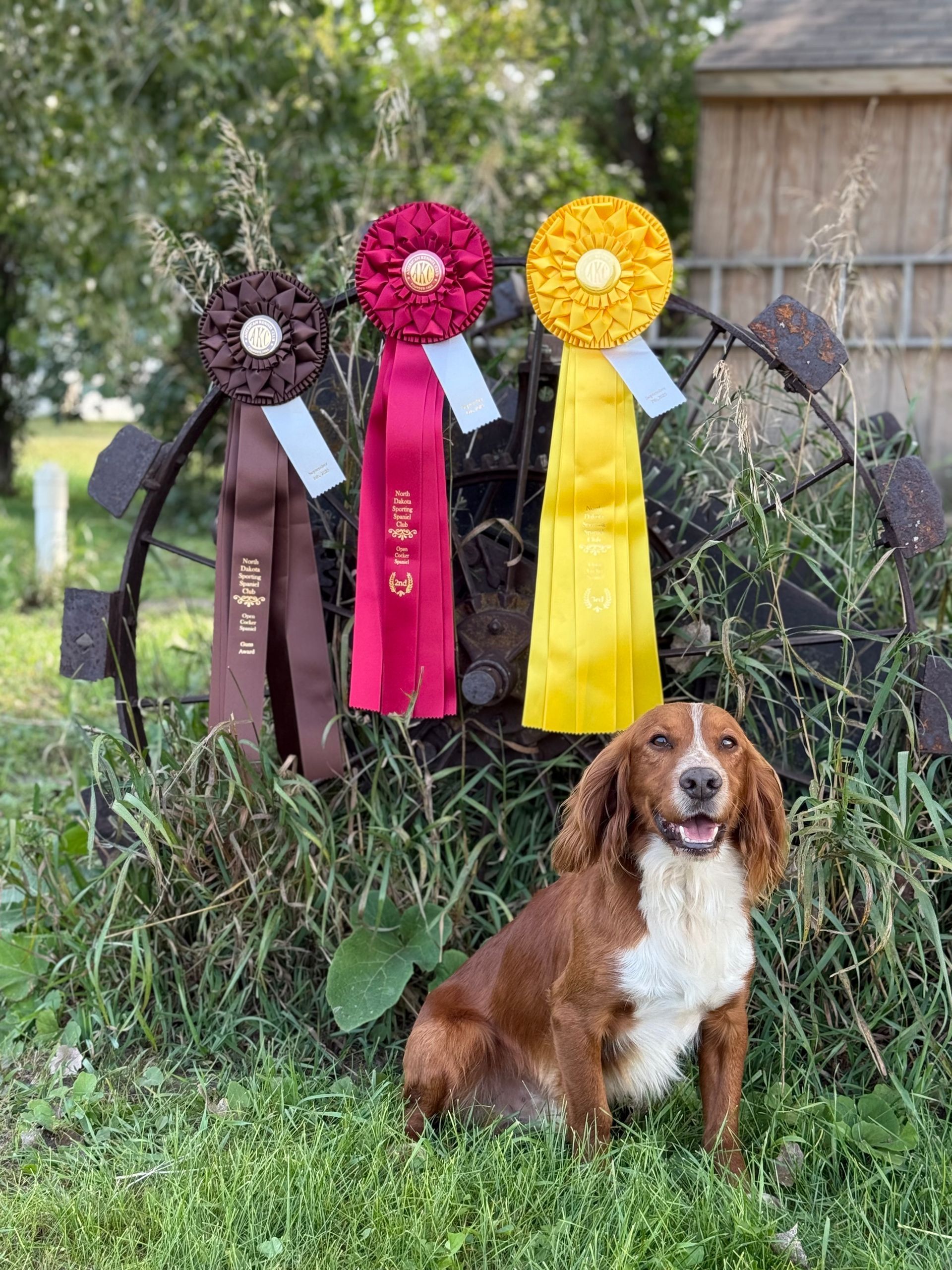 agility dog training