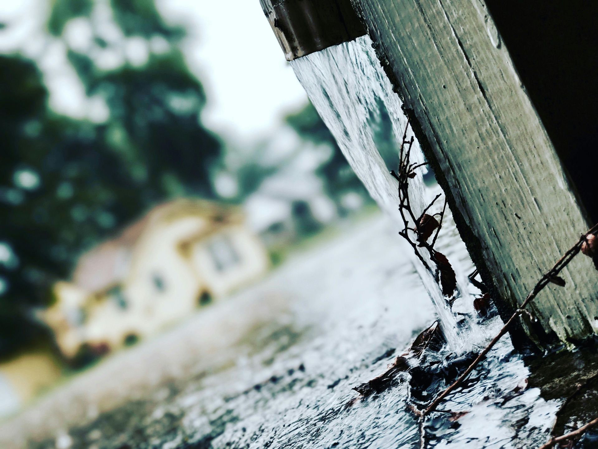 Spider clinging to wet wood, blurred house and trees in the background.
