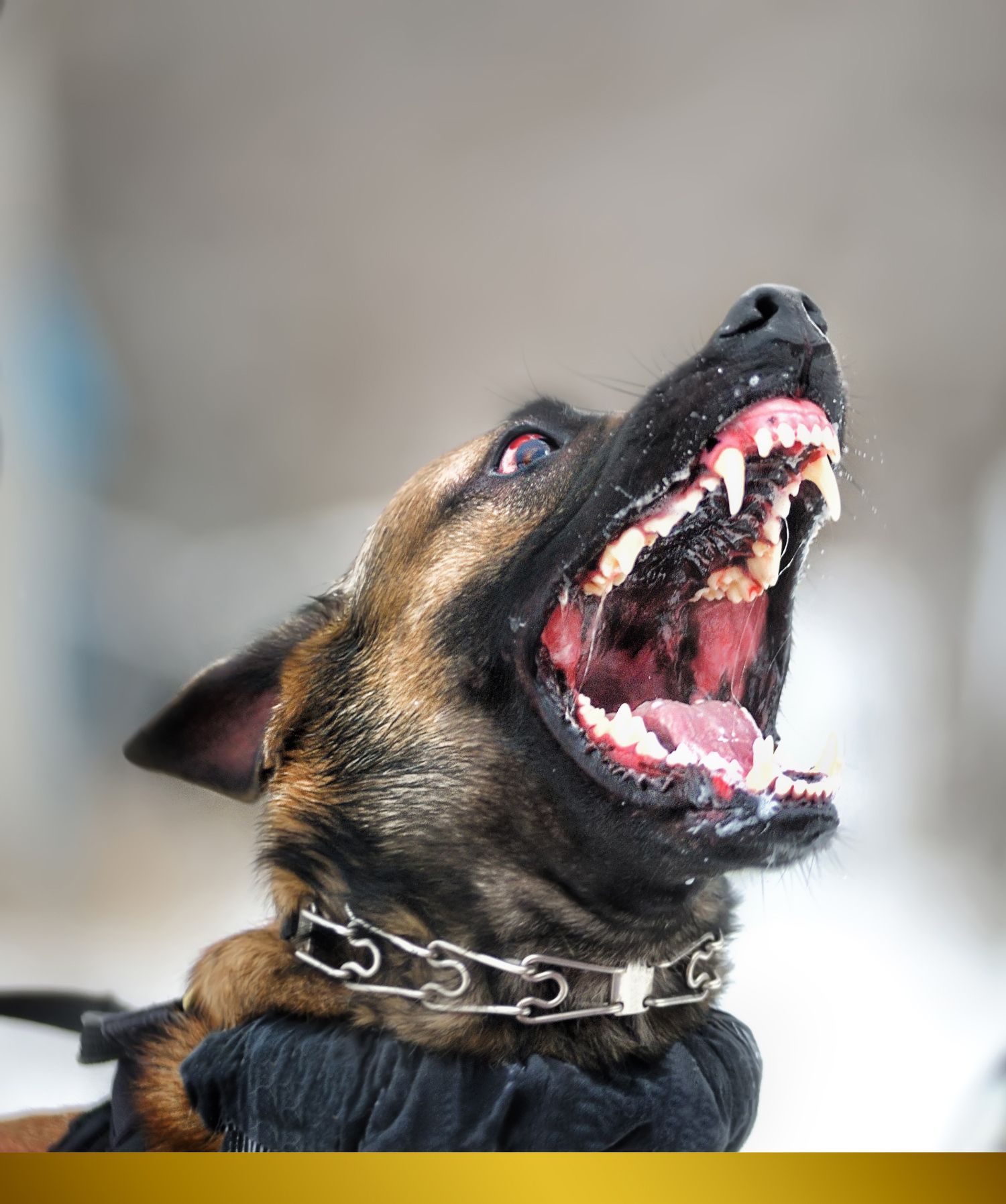 Dog Bite Accidents - Langella & Langella | Personal Injury Attorneys