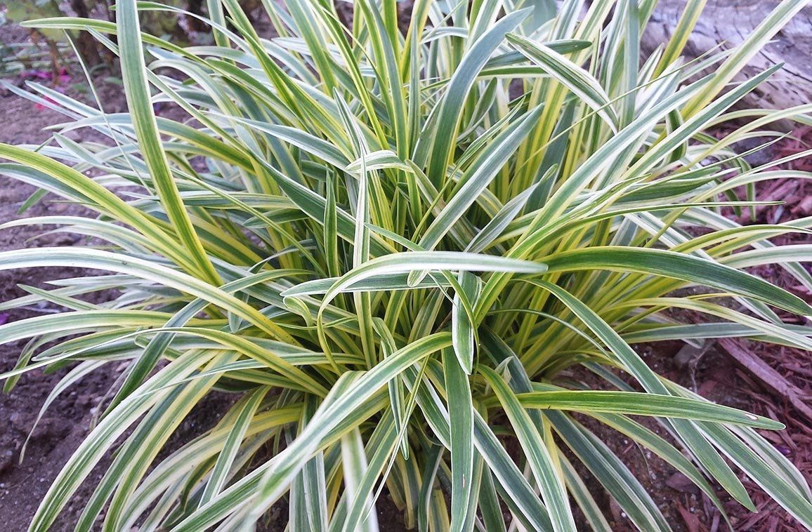 Plant — Louisville, KY — Titan Landscape Group