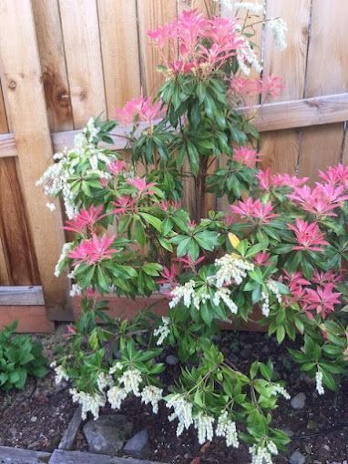 A bush with pink and white flowers is growing in front of a wooden fence.