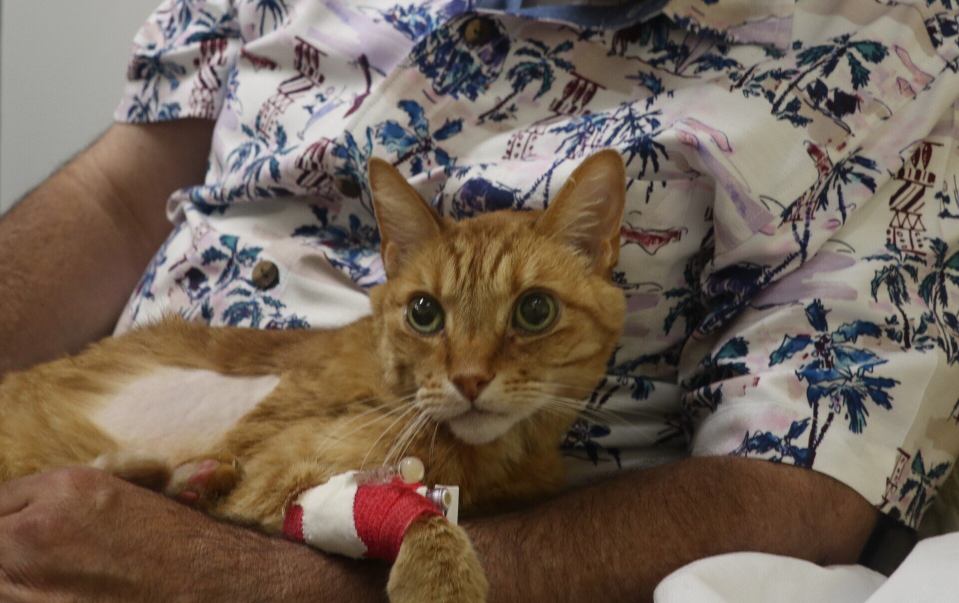 RIP to Murray the Cat