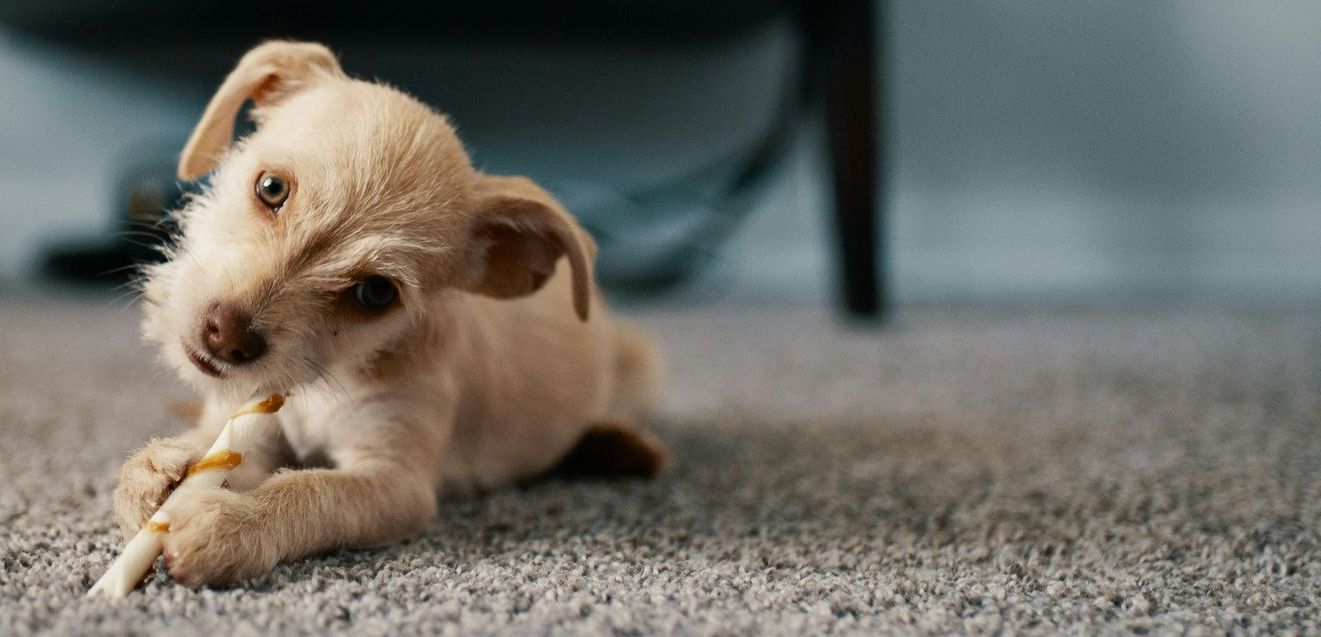 How to Treat Spills and Stains on Area Rugs Immediately