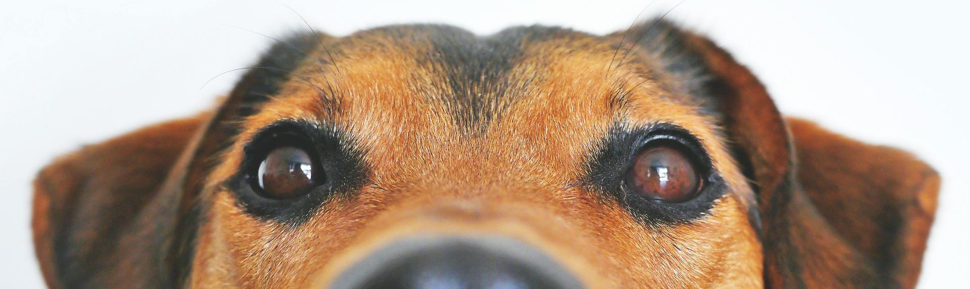 The Best Way to Remove Pet Odors from Your Couch