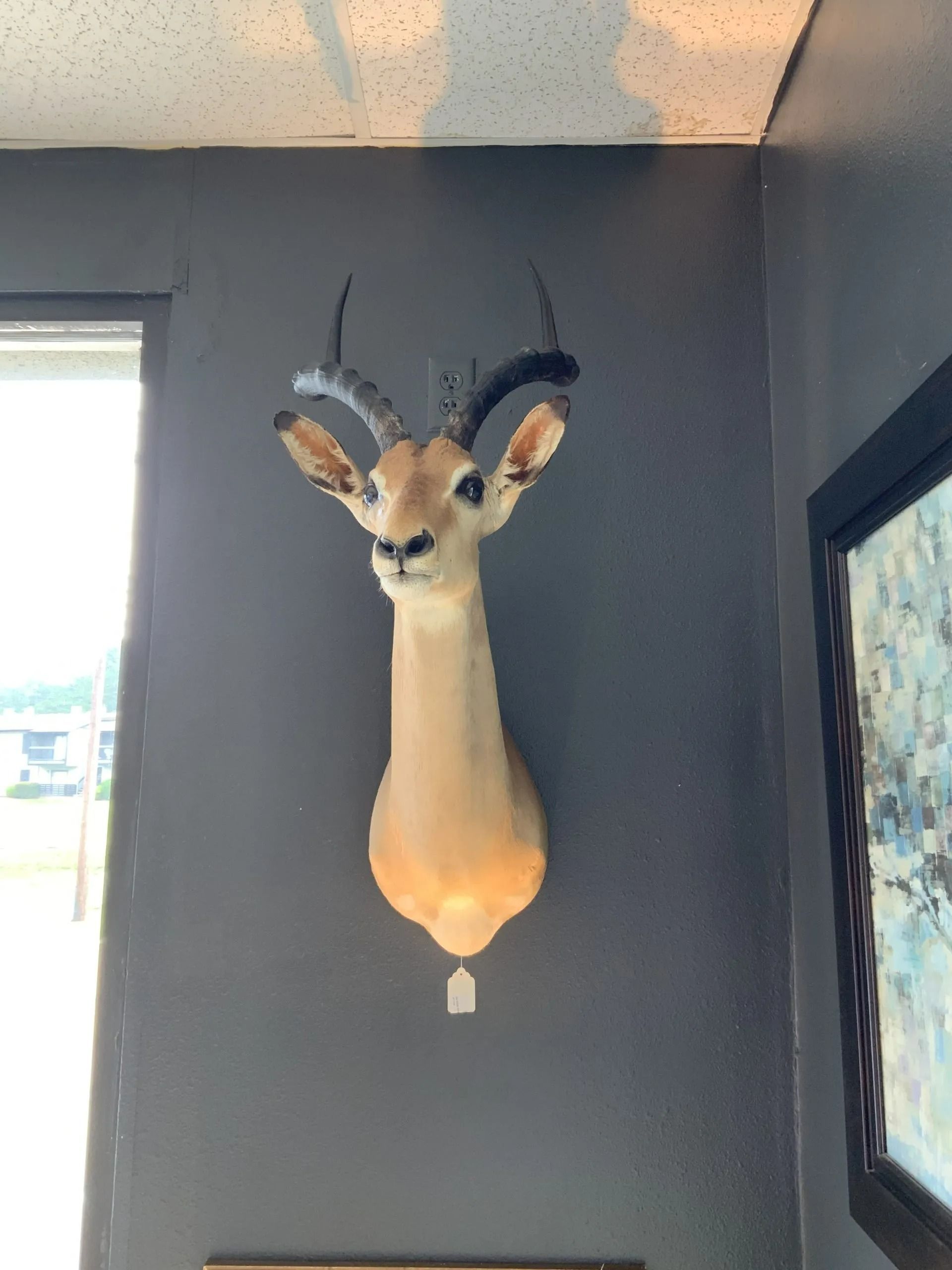 A taxidermy gazelle head mounted on a dark gray wall next to a window and a framed picture.