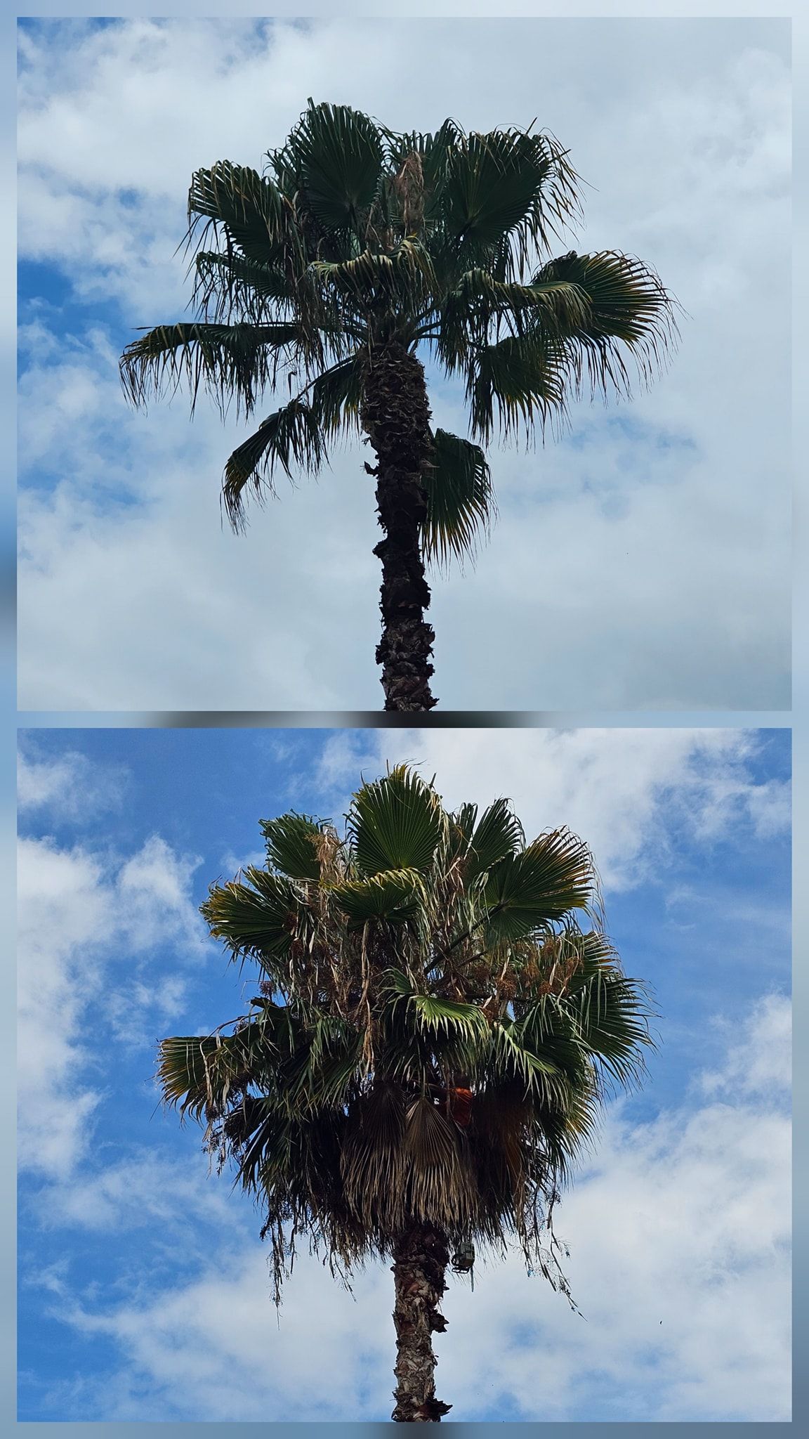 Two palm tree views against a cloudy blue sky, top and bottom, showing different canopy shapes