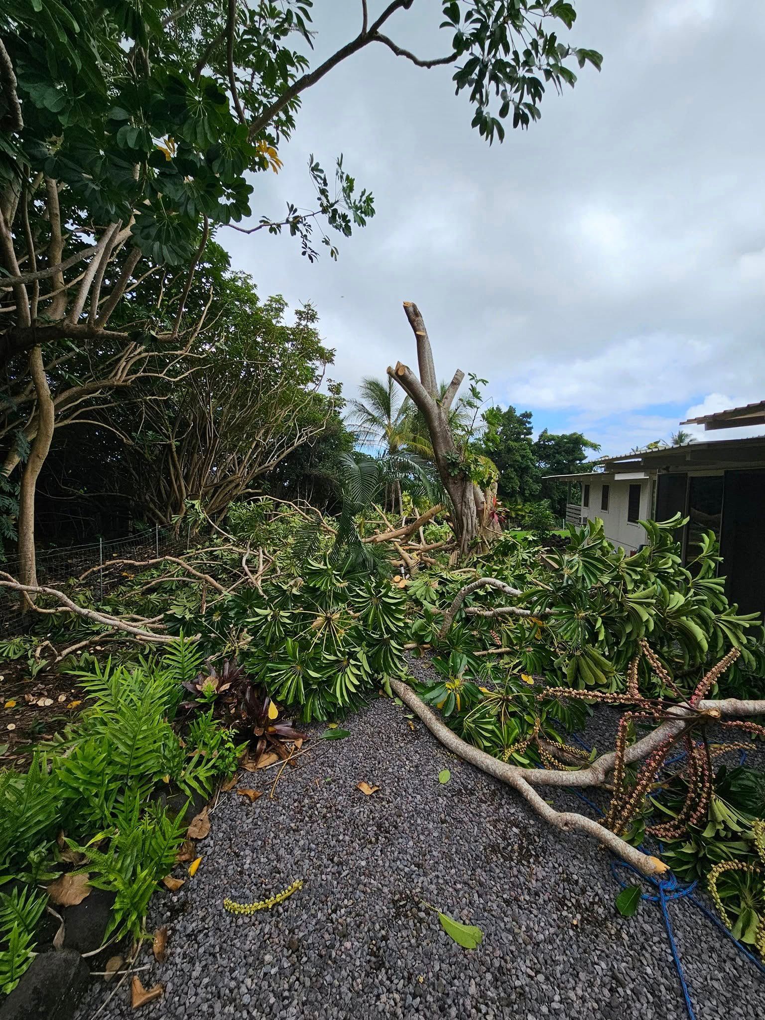 Fallen tree limbs and debris scattered across a gravel driveway after a storm, with trees and a house nearby