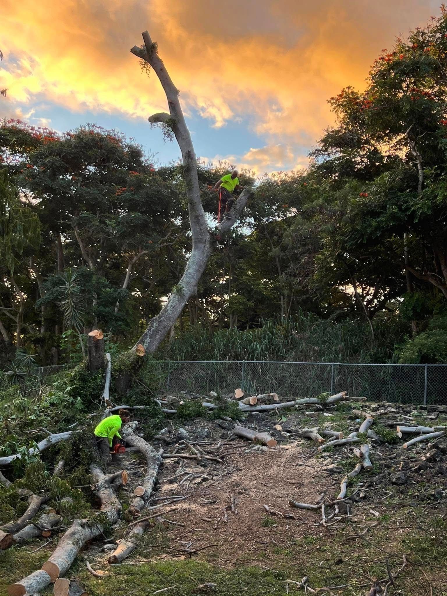 Person in a neon vest clearing debris in a wooded area at sunset