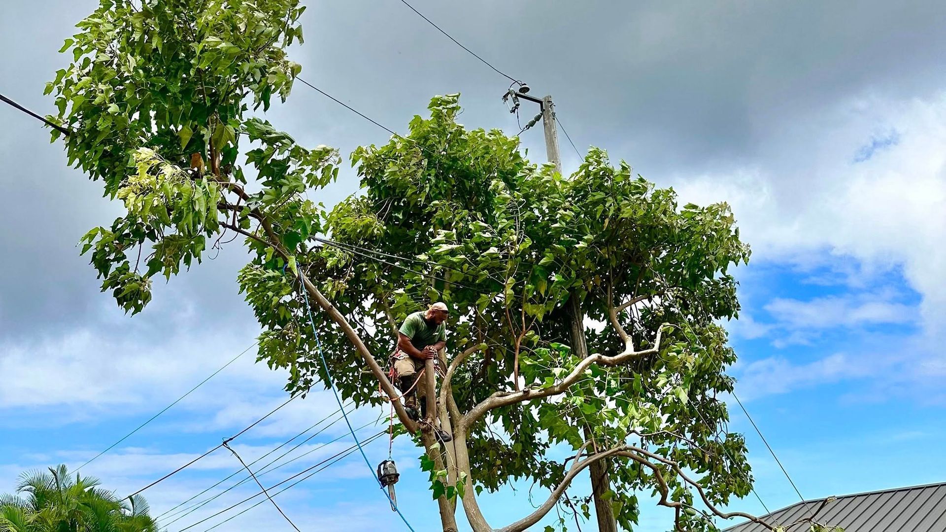 Person trimming a leafy tree near power lines under a partly cloudy sky