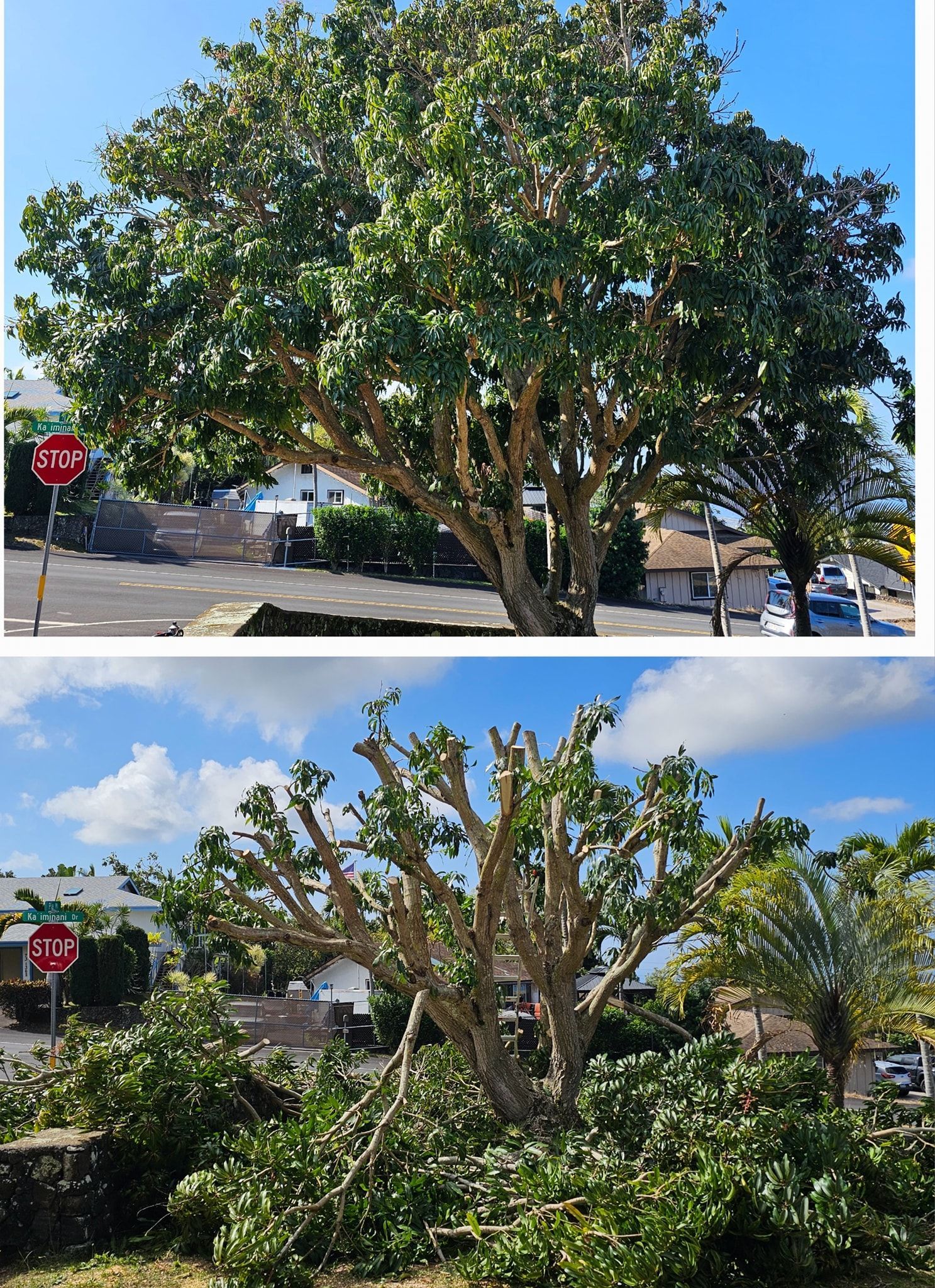 A large tree before and after pruning on a sunny street corner, with a stop sign and parked cars nearby.