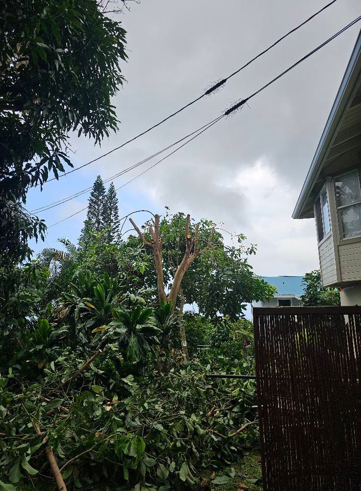 Tropical garden with dense green trees, overhead power lines, and part of a house roof on the right.