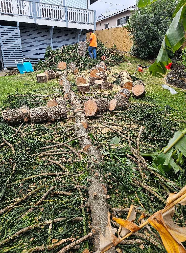Person clearing cut tree branches and logs in a backyard near a house and fence