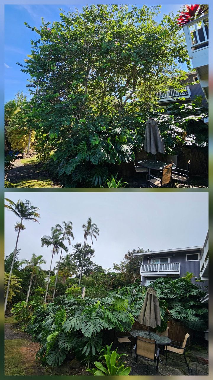 Two garden views showing a leafy tree and patio chairs beside a house under a bright sky