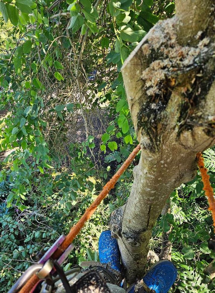 Looking down from a tree harness with feet on ropes, surrounded by dense green foliage