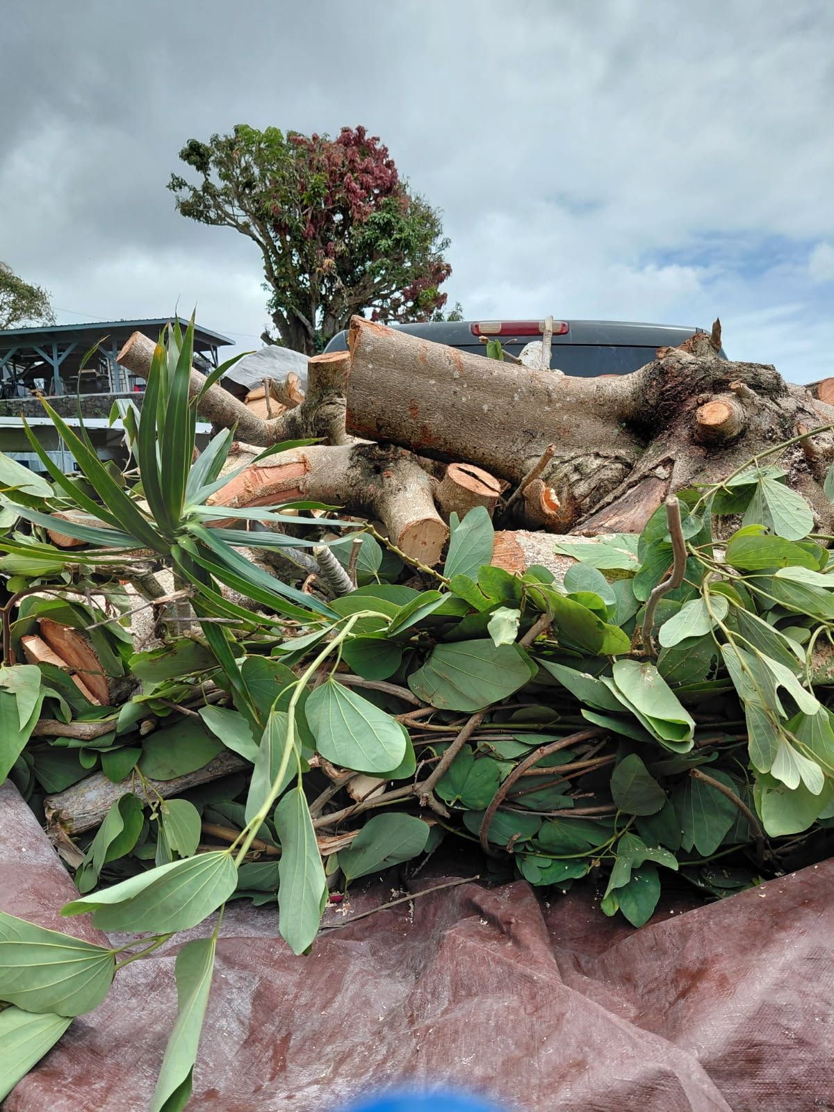 Pile of cut tree branches and logs on a tarp outdoors under a cloudy sky