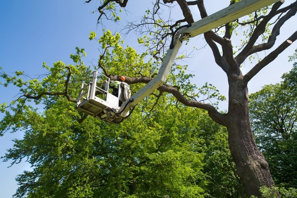 Arborist in Cherry Picker Trimming Tree — Airlie Tree Specialists Pty Ltd in Proserpine, QLD