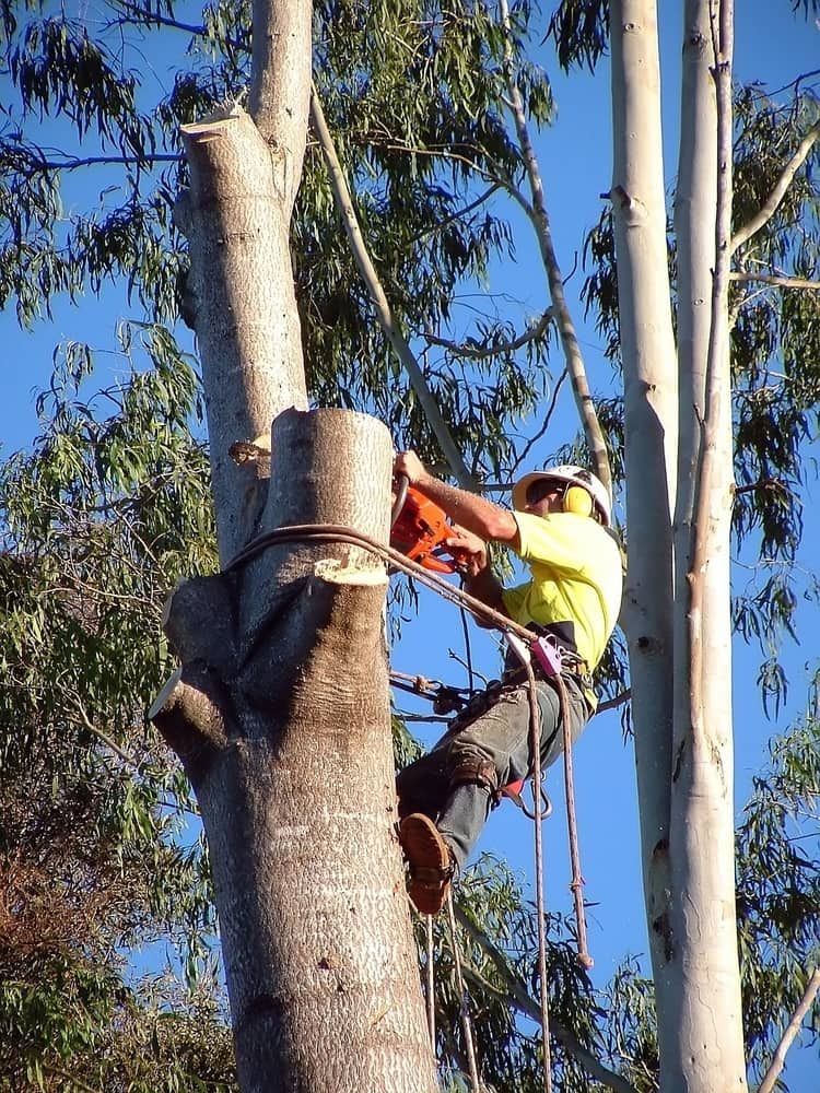 Arborist Using Chainsaw to Cut a Tall Tree, Wearing Safety Gear — Airlie Tree Specialists Pty Ltd in Airlie Beach, QLD