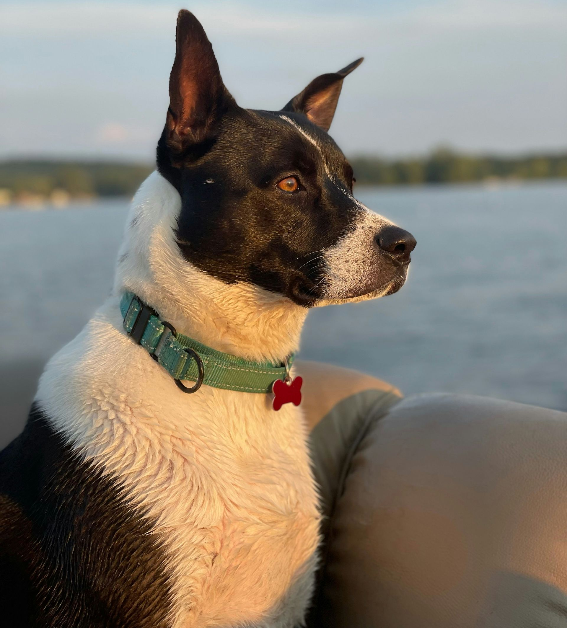 Haeden Kolb / Unsplash Schwarz-weißer Hund blickt über einen See.