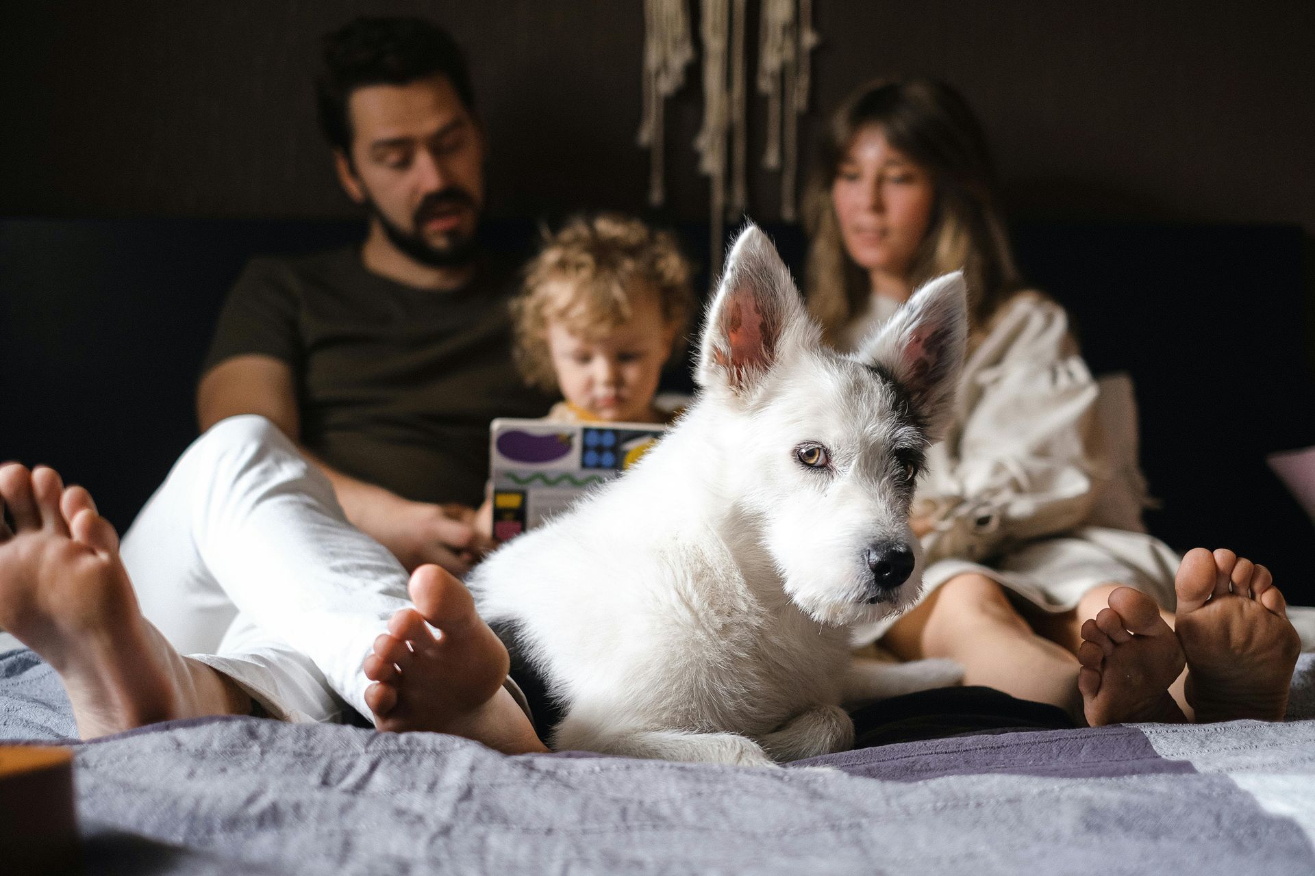 Eine Familie liest mit einem Hund auf dem Bett. Mann und Frau, ein Kind und ein Hund.