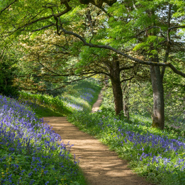 peaceful path with lavendar