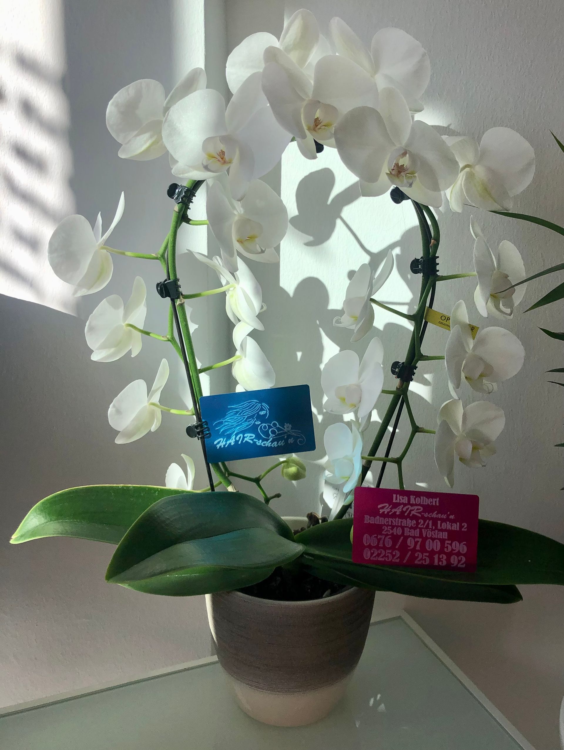 Orchideen