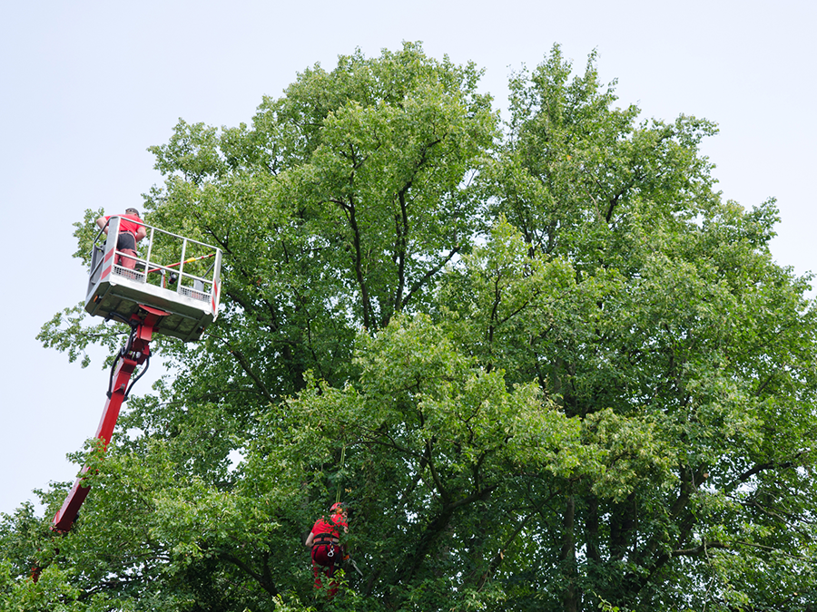 Two men are cutting a tree with a crane.