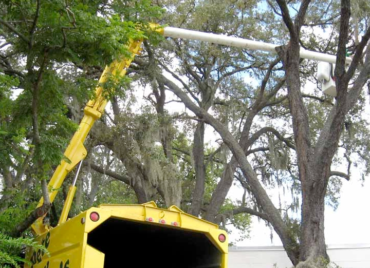 A yellow truck is cutting a tree with a crane.