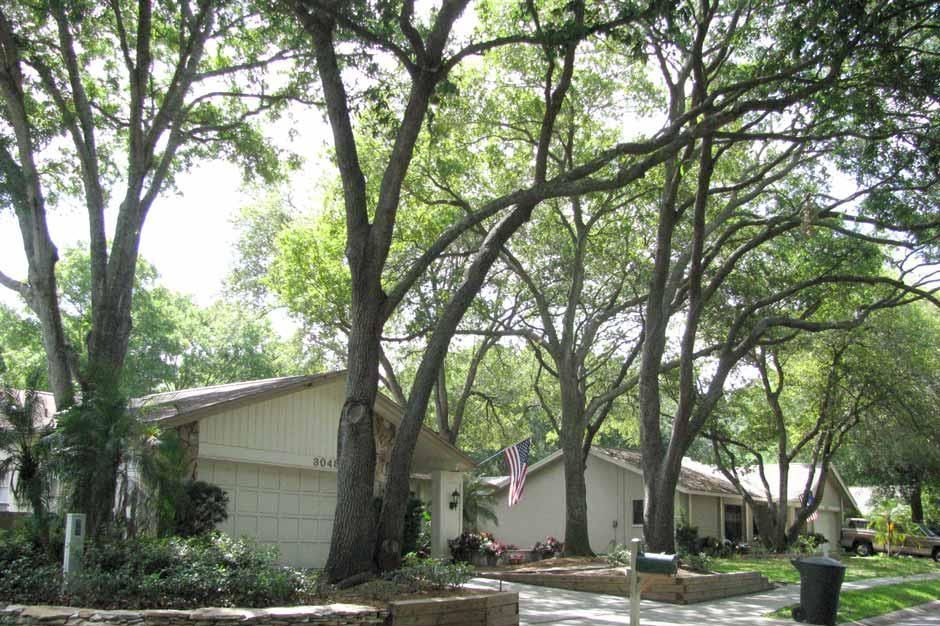A row of houses with trees in front of them