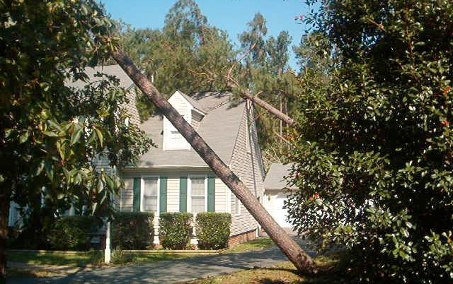 A tree has fallen on the roof of a house