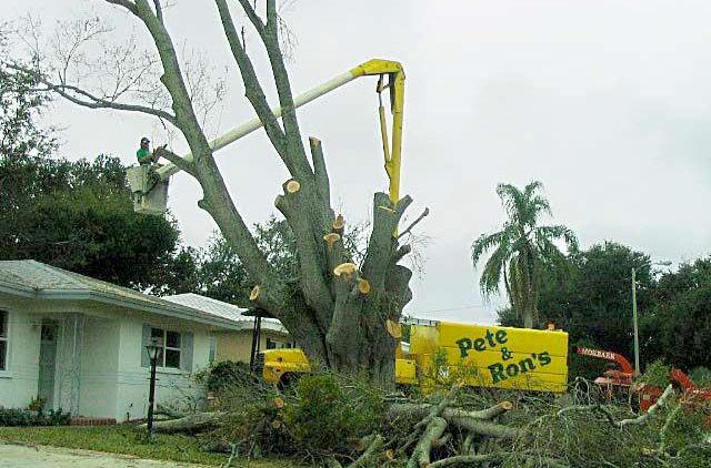 A man in a bucket is cutting a tree in front of a house.