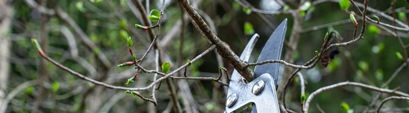 tree pruning