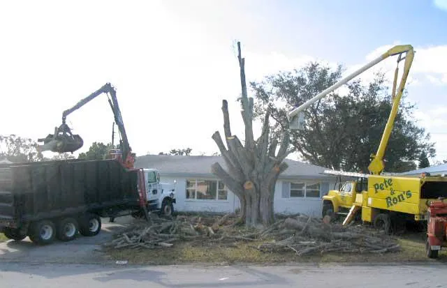 Tree removal: Truck with grapple arm loading debris, tree in process of being cut, yellow bucket truck.