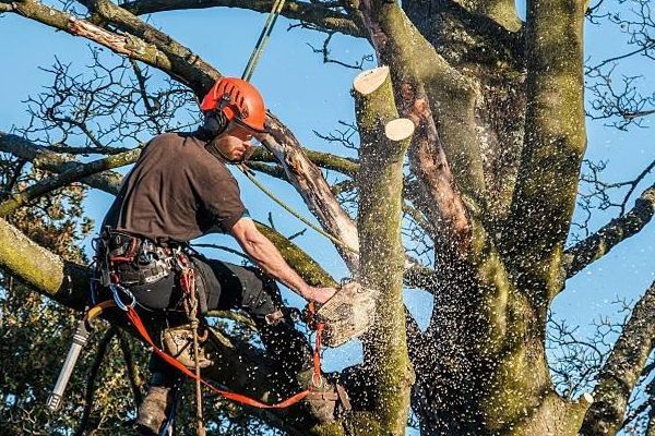 A man is cutting a tree with a chainsaw.