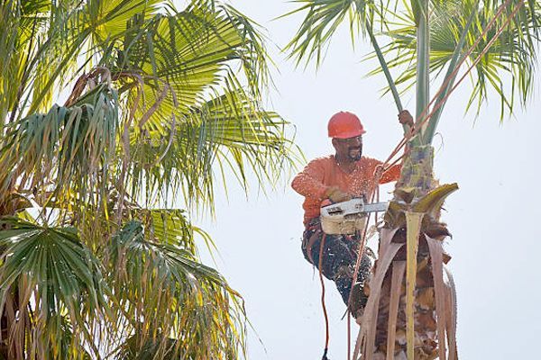 A man is cutting a palm tree with a chainsaw.