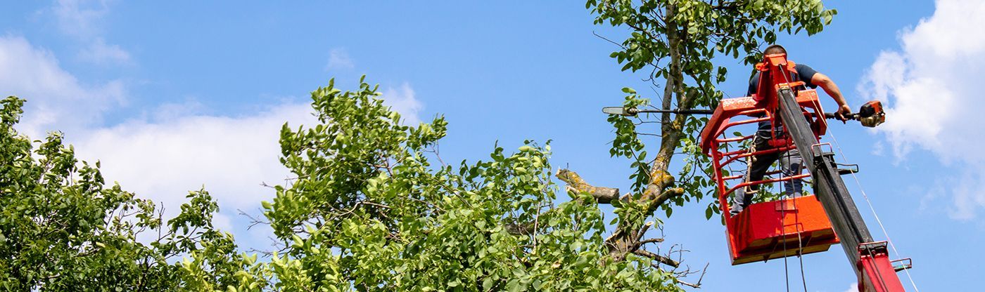 Worker in a red bucket lift trimming trees against a bright blue sky