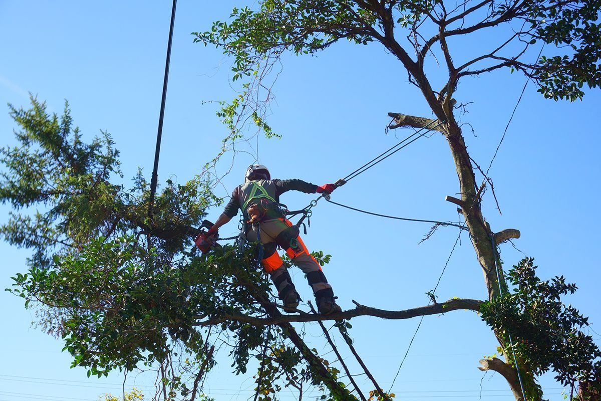 Arborist in orange safety gear, using chainsaw to trim a tree against a blue sky.