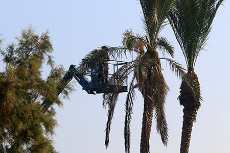 A man is cutting a palm tree with a crane.