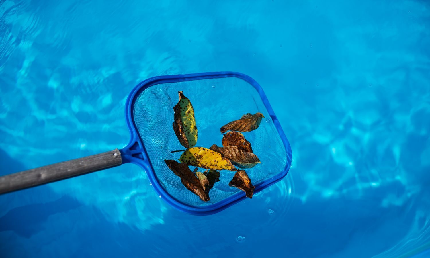 pool net full of leaves