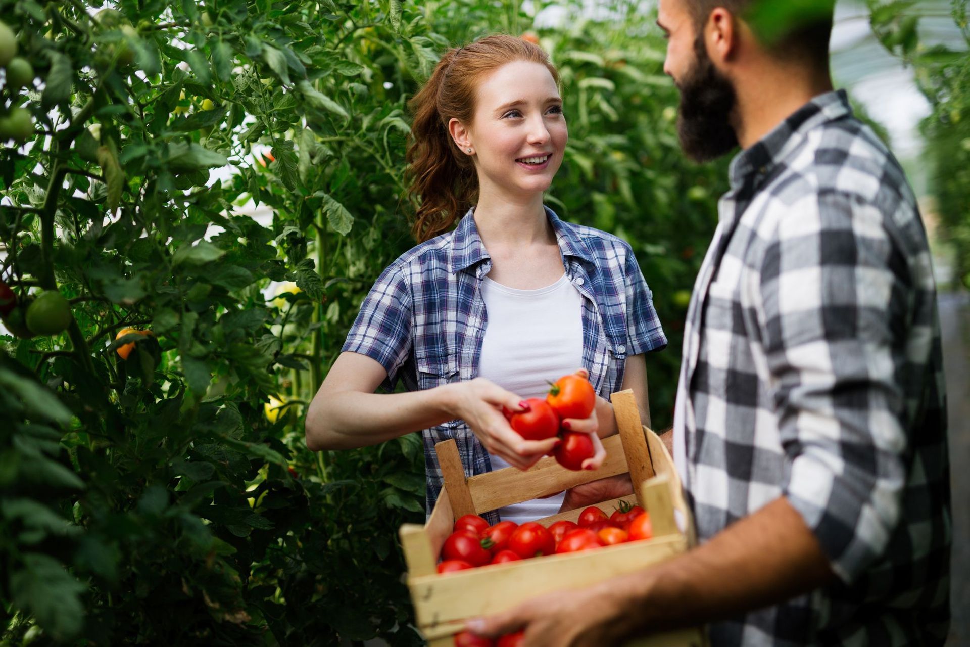 Um homem e uma mulher estão colhendo tomates em uma estufa.