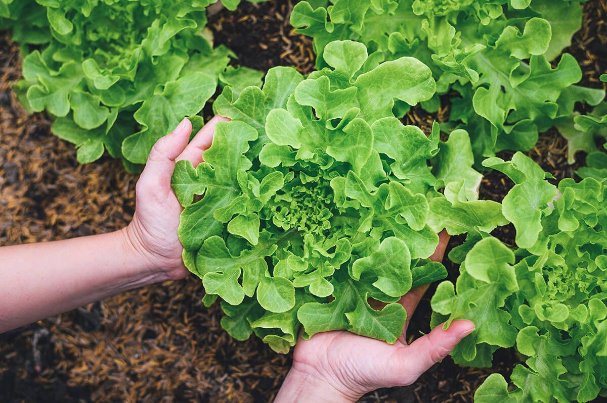 alimentação saudável