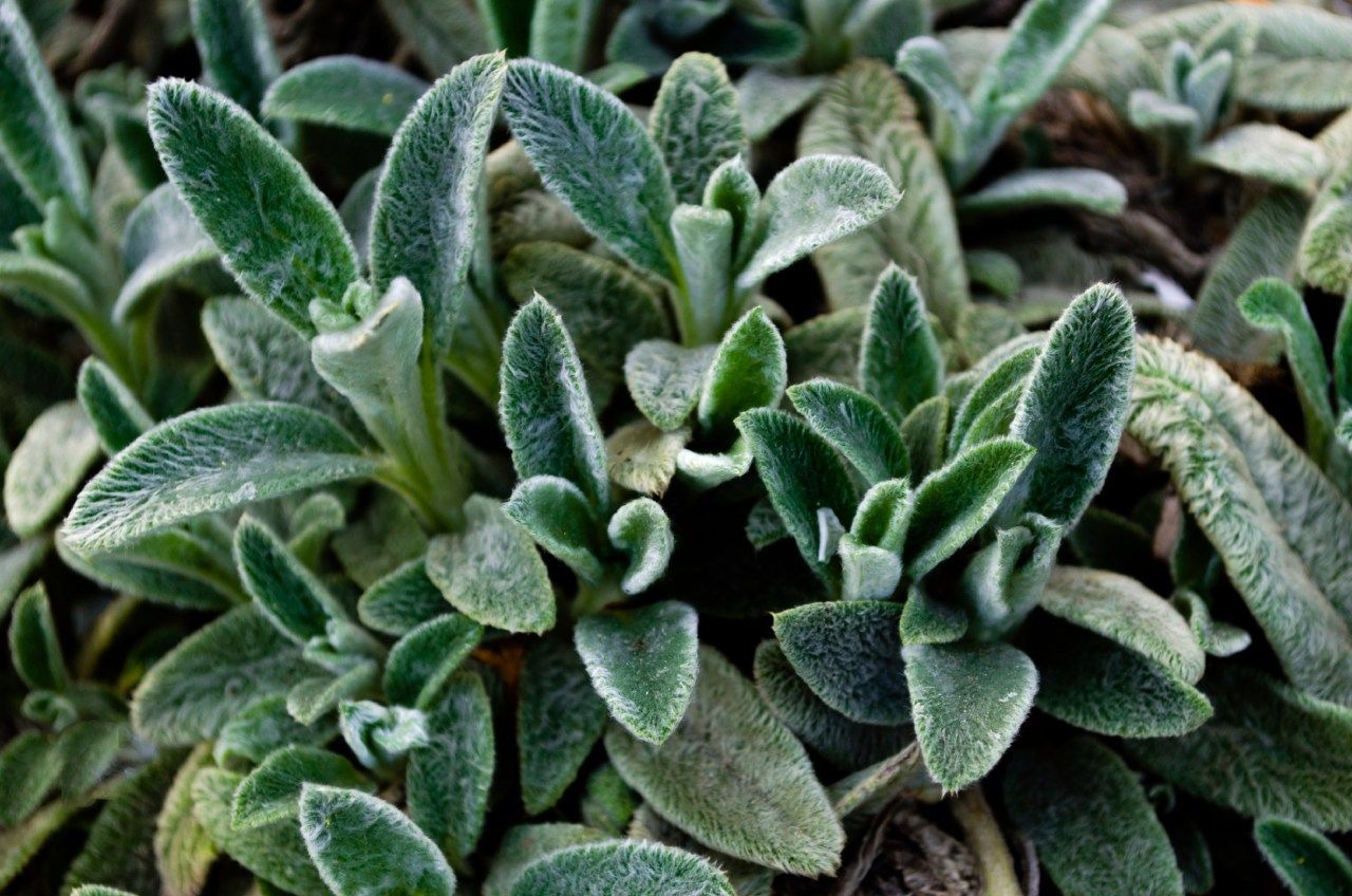 Um close de uma planta com muitas folhas verdes