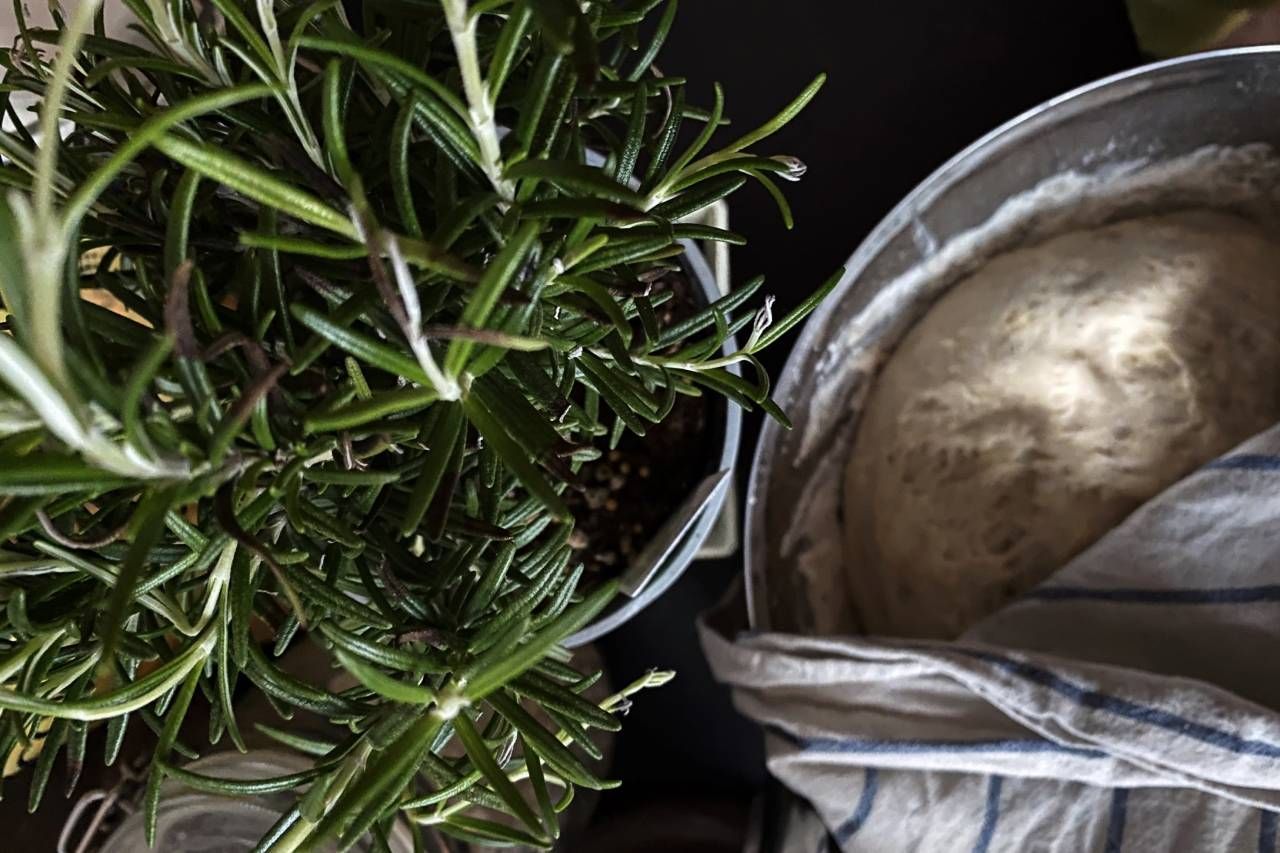 Uma planta em vaso e uma tigela de massa estão sobre uma mesa.