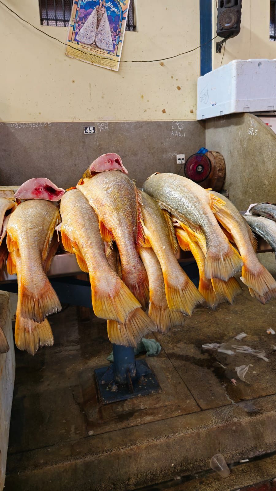 Peixes frescos da amazônia no Mercado Ver-o-peso de Belém do Pará.