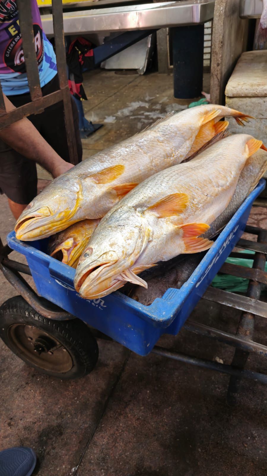 Peixes Frescos da amazônia no Mercado Ver-o-peso de Belém do Pará.