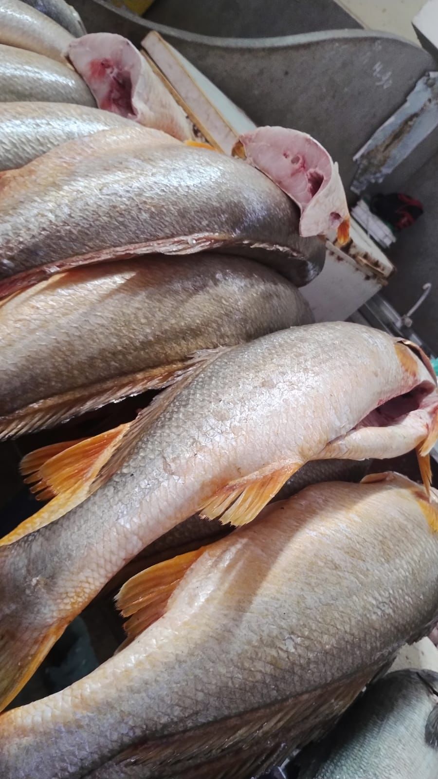 Peixes da amazônia no Mercado Ver-o-peso de Belém do Pará.