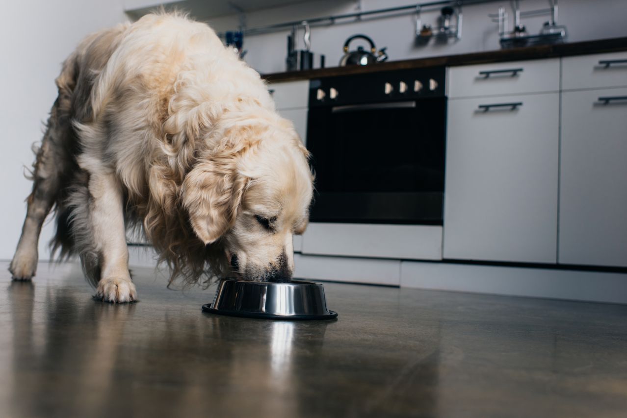 Um cachorro está comendo de uma tigela na cozinha.
