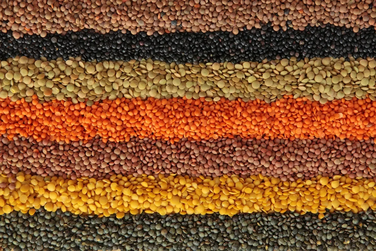 Imagem com diferentes tipos de lentilhas organizadas em faixas horizontais, mostrando variações de cores como marrom, preta, verde, vermelha, amarela e bege, com grãos crus dispostos lado a lado para comparação visual.